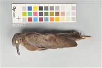藏品(斑頸鳩)的圖片